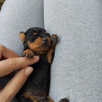 Pinscher nano