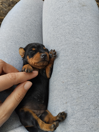 Pinscher nano
