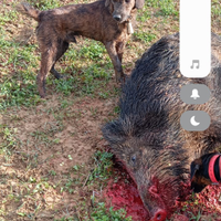 Segugio maremmano per caccia al cinghiale