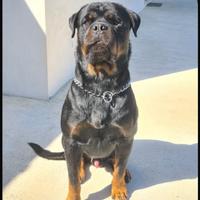 Rottweiler monta