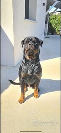 Rottweiler monta