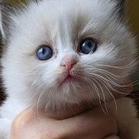 Ragdoll cuccioli Bicolor