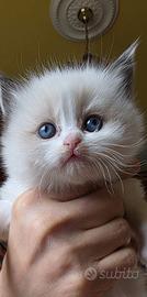 Ragdoll cuccioli Bicolor