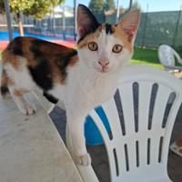 Due gattine tre colori