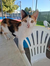 Due gattine tre colori