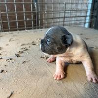 Cuccioli Bulldog francese