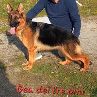 Cucciolona pastore tedesco