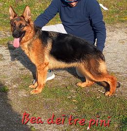 Cucciolona pastore tedesco