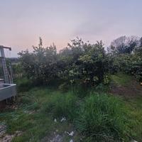 piante limoni 4 stagioni 