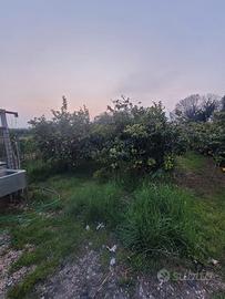 piante limoni 4 stagioni 