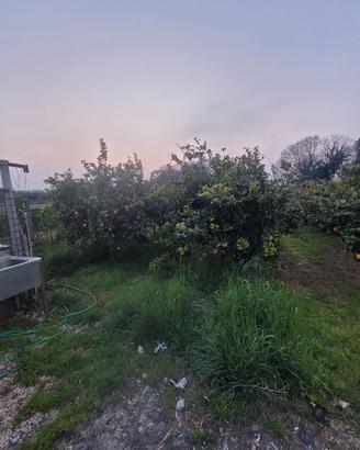 piante limoni 4 stagioni 