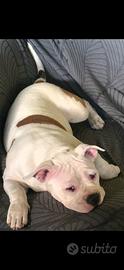 American bully