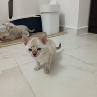 Gattini bengala TOP