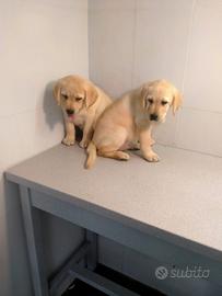 Labrador retriver cuccioli