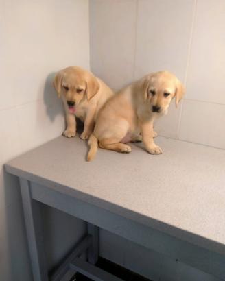 Labrador retriver cuccioli