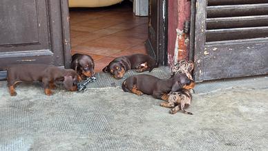 Cuccioli di bassotto