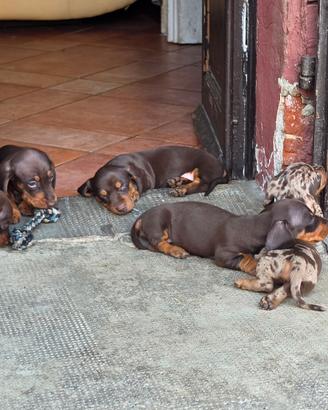 Cuccioli di bassotto