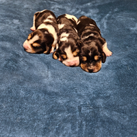 Cuccioli bassethound