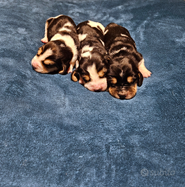 Cuccioli bassethound