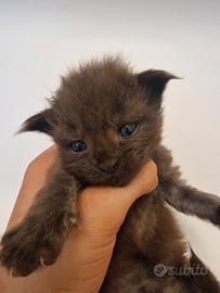 Cuccioli Maine coon