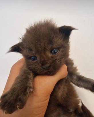 Cuccioli Maine coon