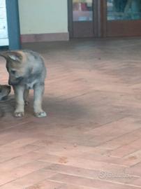 Cuccioli lupo cecoslovacco