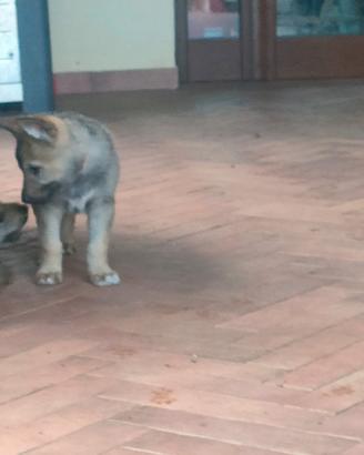 Cuccioli lupo cecoslovacco