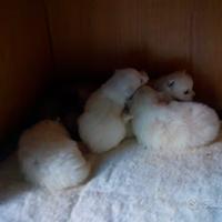 Cuccioli di volpino, spitz tedesco piccolo