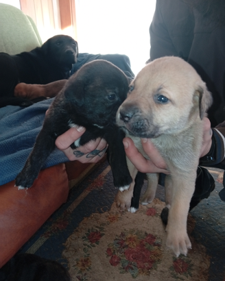 Cuccioli in omaggio