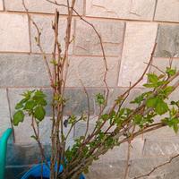 lamponi a radice nuda