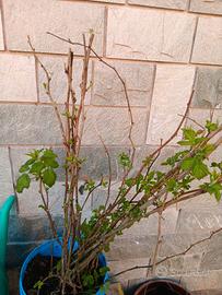 lamponi a radice nuda