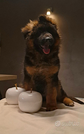 Cucciolo pastore tedesco