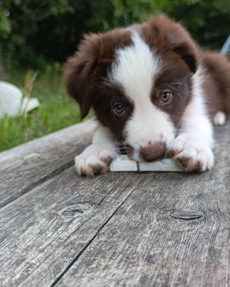 Border Collie