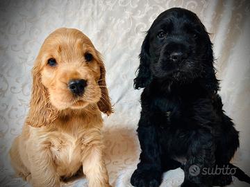 Meravigliosi cuccioli cocker