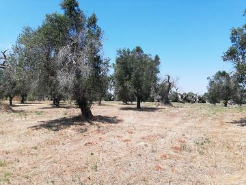 Oliveto
