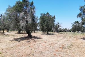 Oliveto
