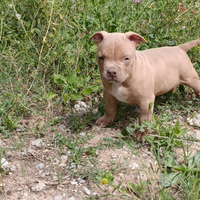 Pitbull