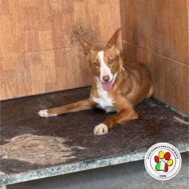 FIAMMA splendida Podenchina