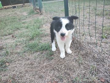 Cuccioli di Border collie