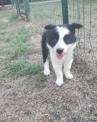 Cuccioli di Border collie