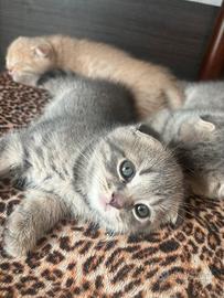 Ultima femminuccia scottish fold
