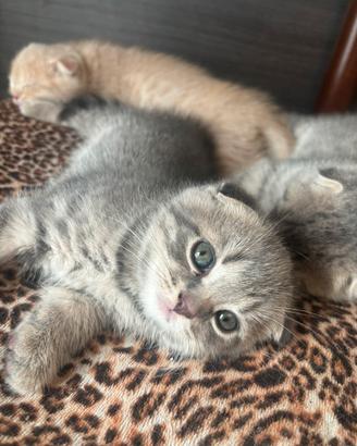 Ultima femminuccia scottish fold
