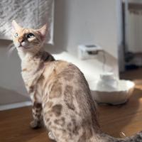 Dolcissimo bengala snow di 8 mesi