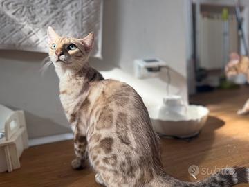 Dolcissimo bengala snow di 8 mesi