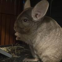 Cincillà + gabbia, mangiatoie e cibo