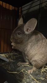 Cincillà + gabbia, mangiatoie e cibo