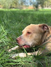 Pitt