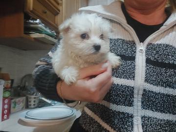 Razza maltese