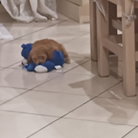 Barboncini da vetrina