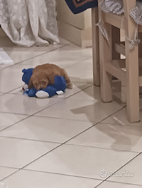 Barboncini da vetrina